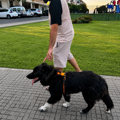 Elois CalmWalk™