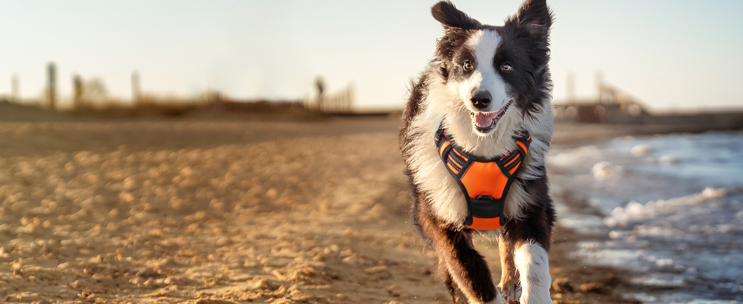 Perro feliz con arnés en la naturaleza