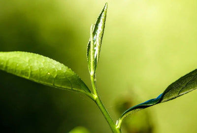 Polifenoles del té